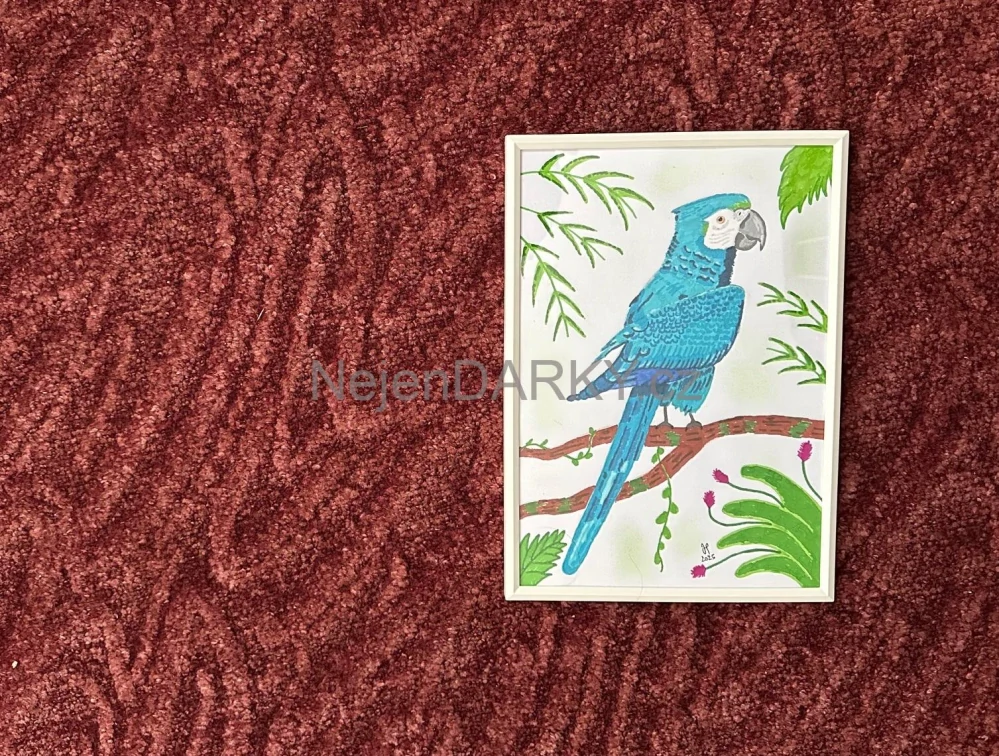 Obraz - papoušek fix